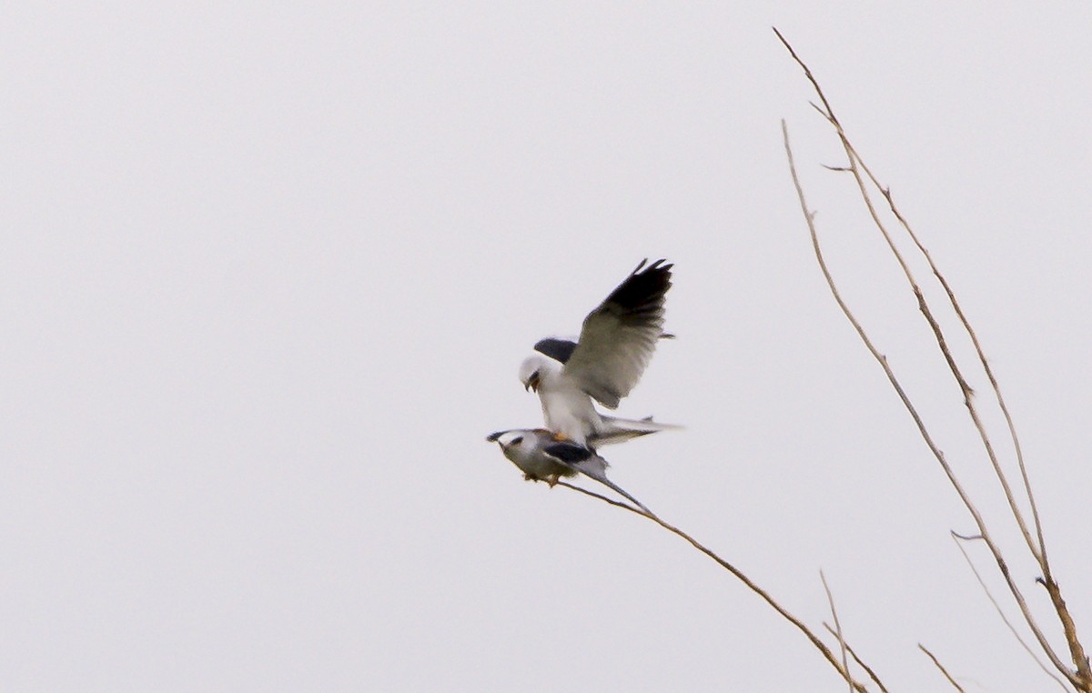 White-tailed Kite - ML302412551