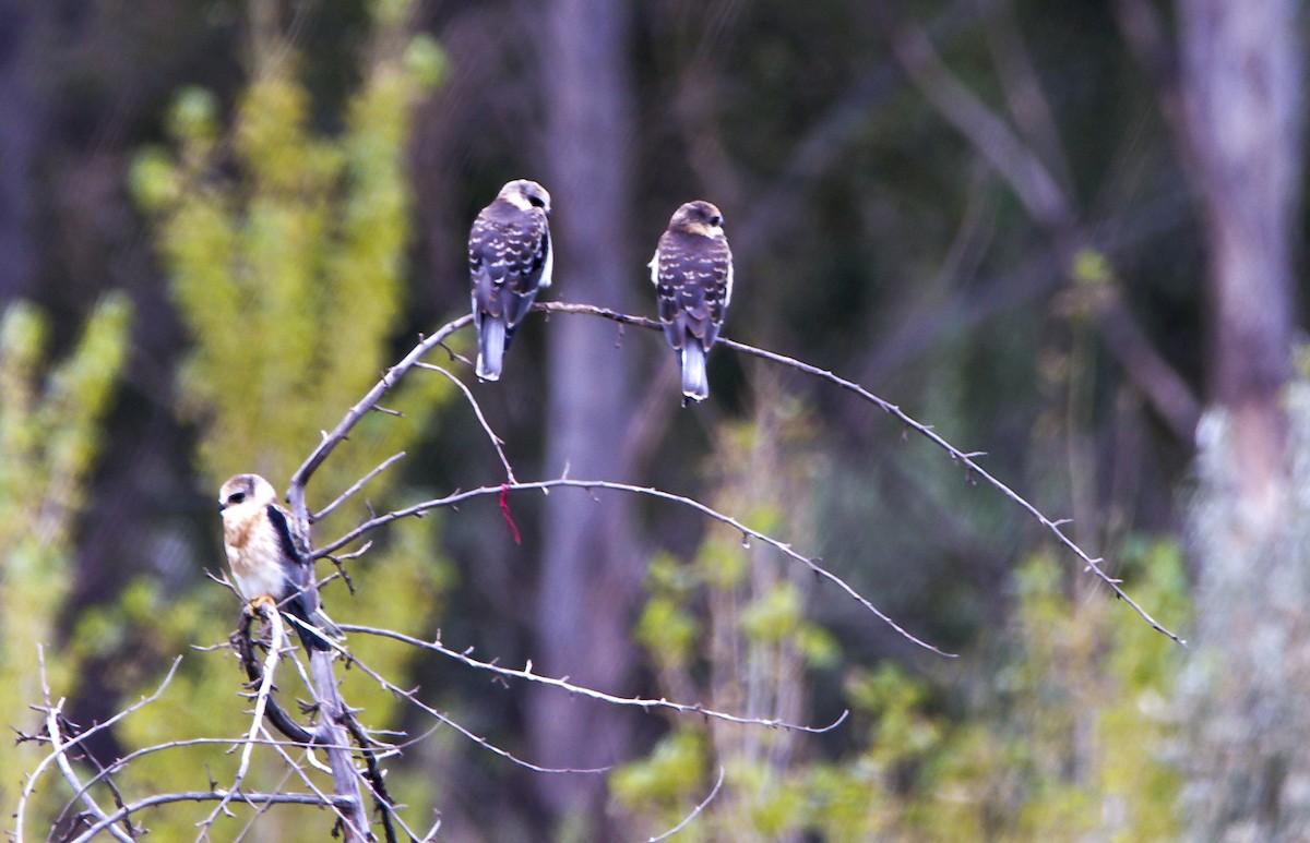 White-tailed Kite - ML302412601