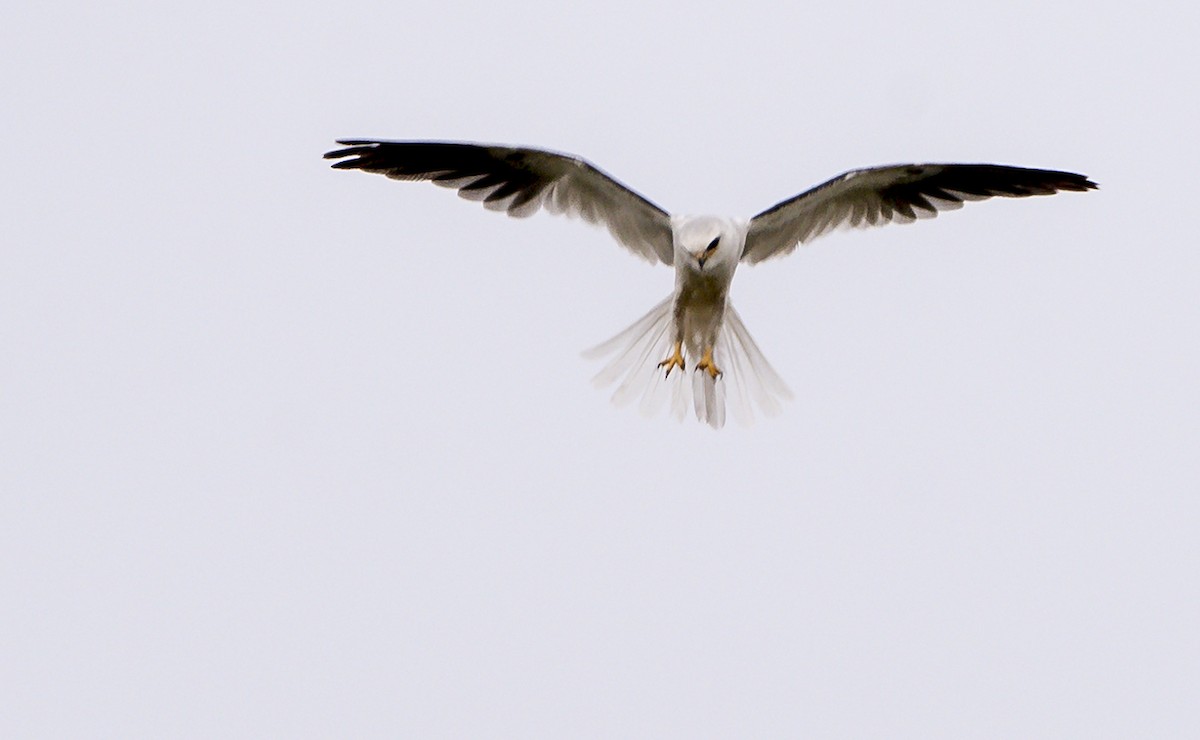 White-tailed Kite - ML302412771