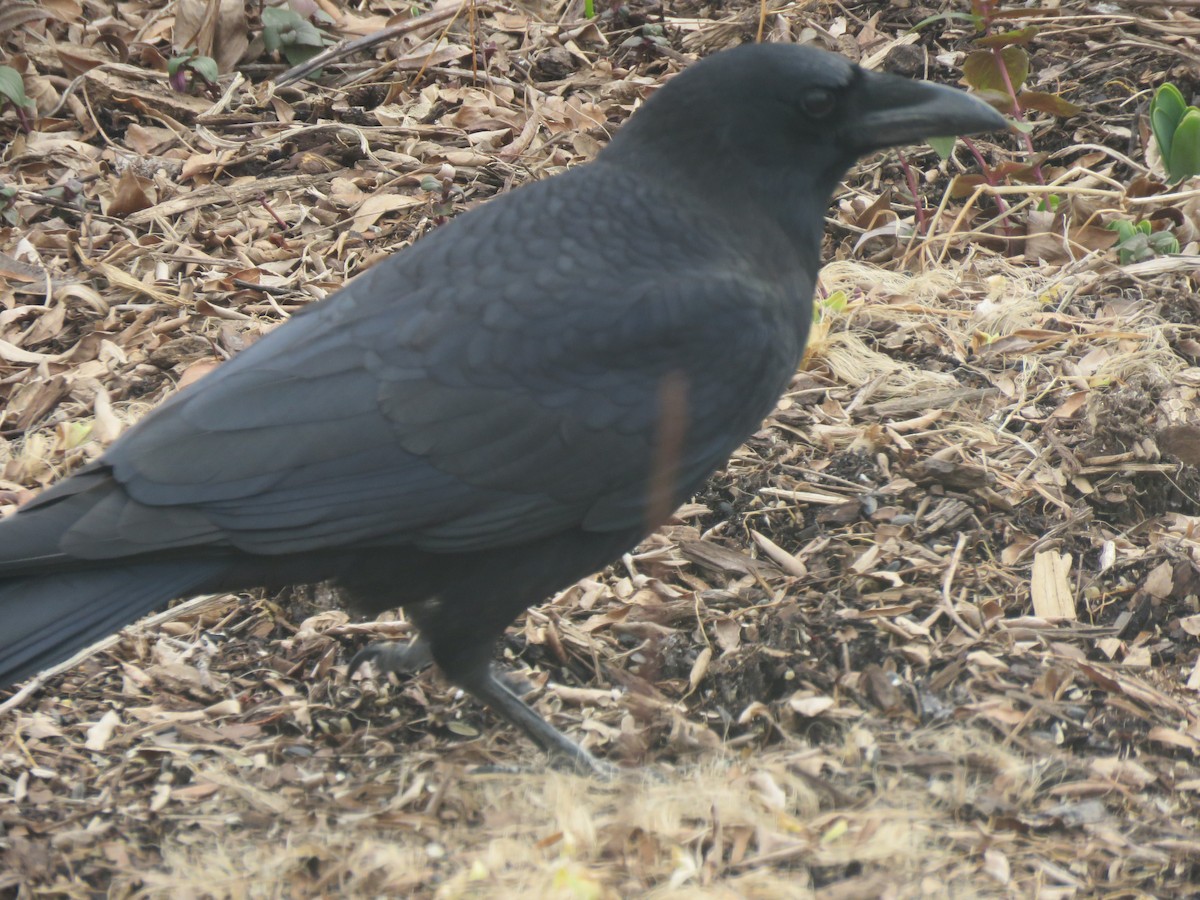 Corvus sp. (crow sp.) - ML302414171