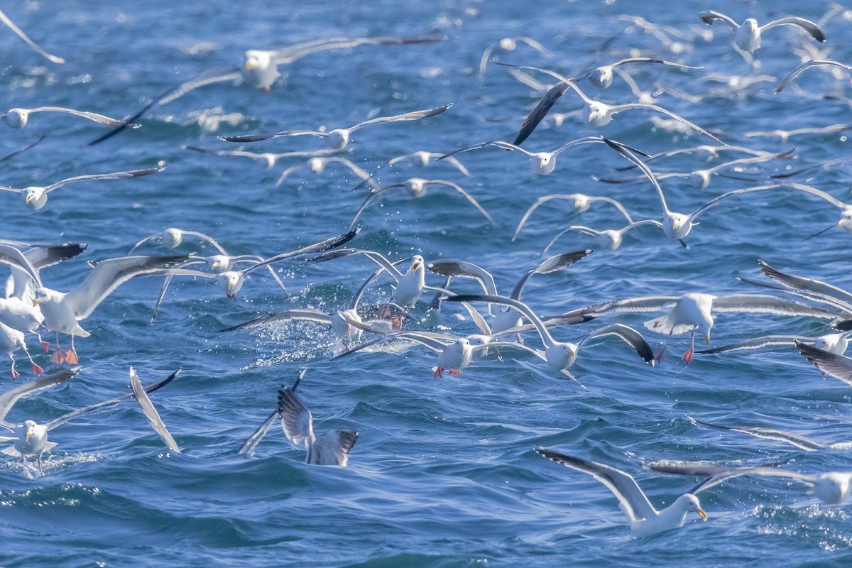 Western Gull - ML302416301