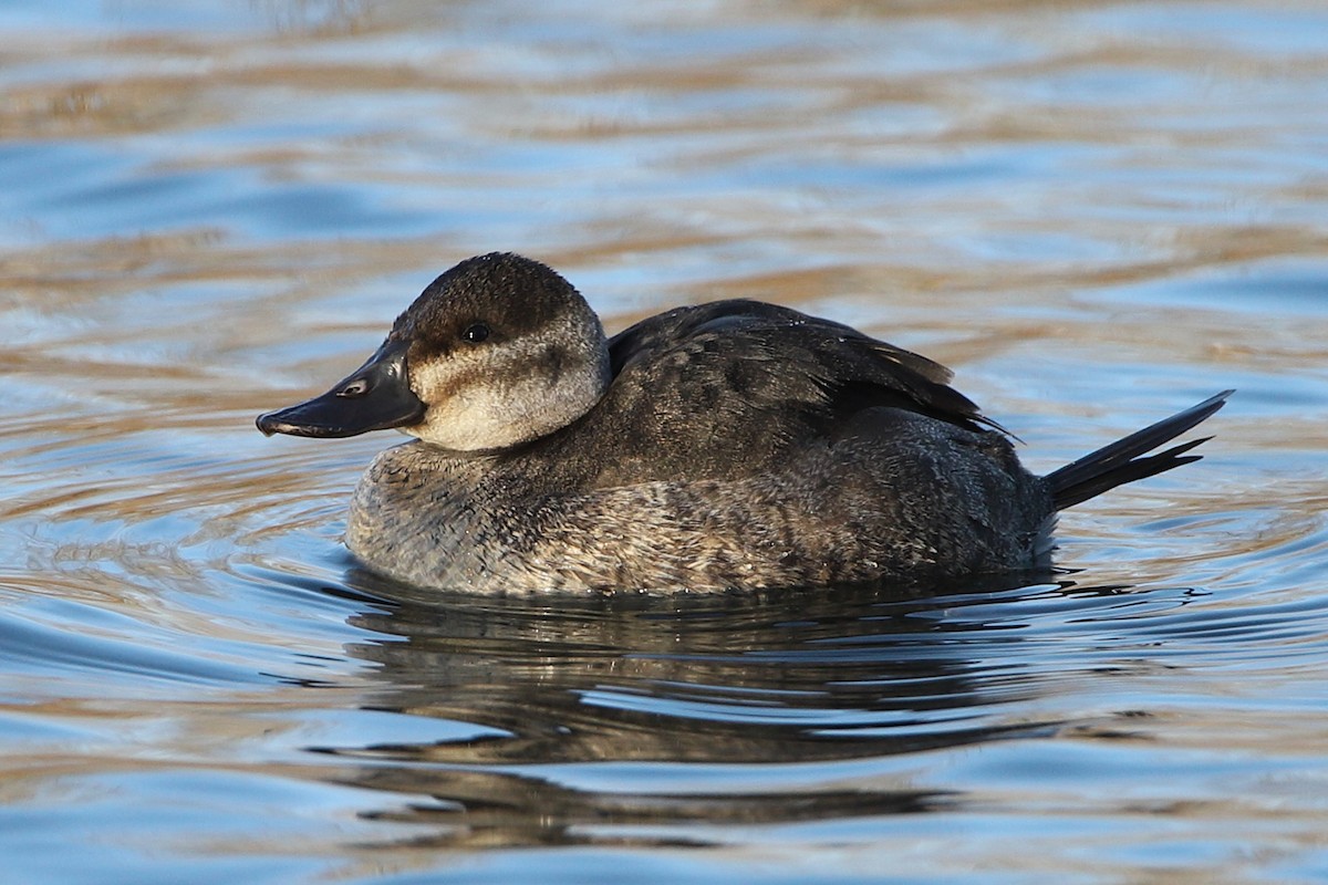 Ruddy Duck - ML302416751