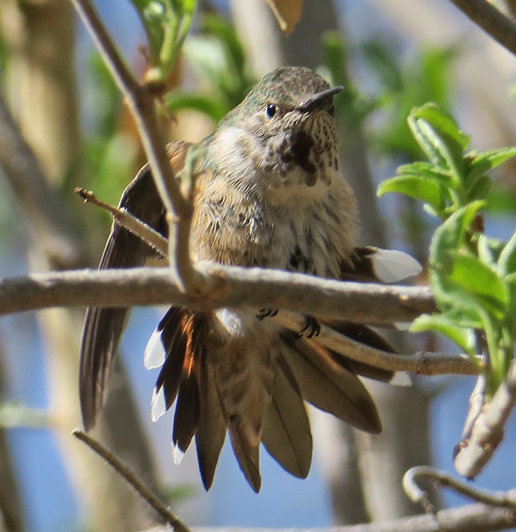 Rufous Hummingbird - ML302417601