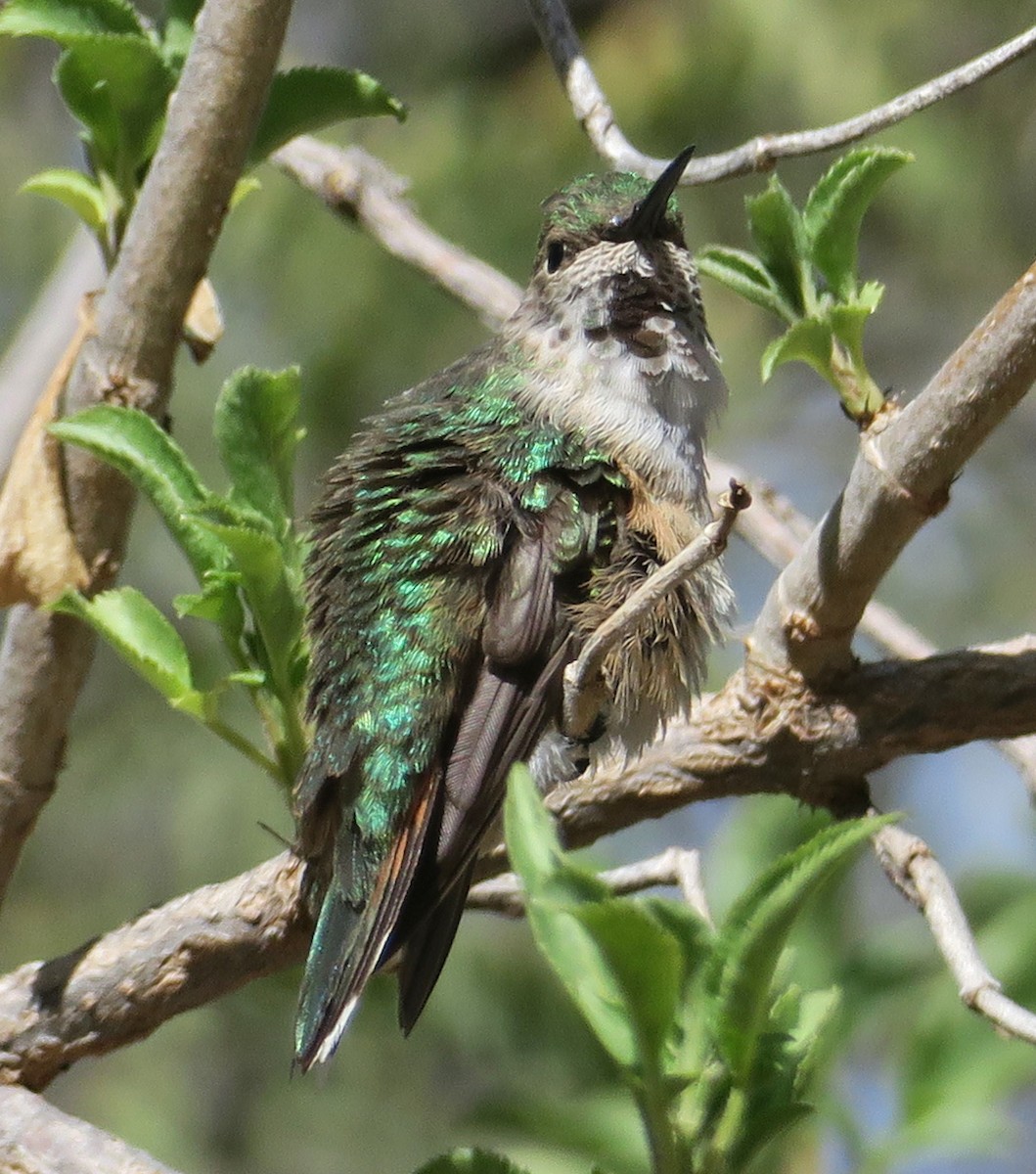 Rufous Hummingbird - ML302417751