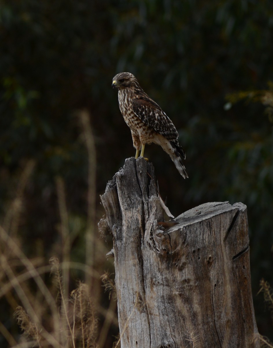 Red-shouldered Hawk (elegans) - ML302419401