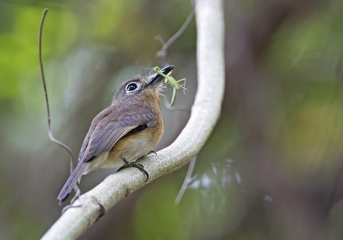 Rusty-breasted Nunlet - ML302419431