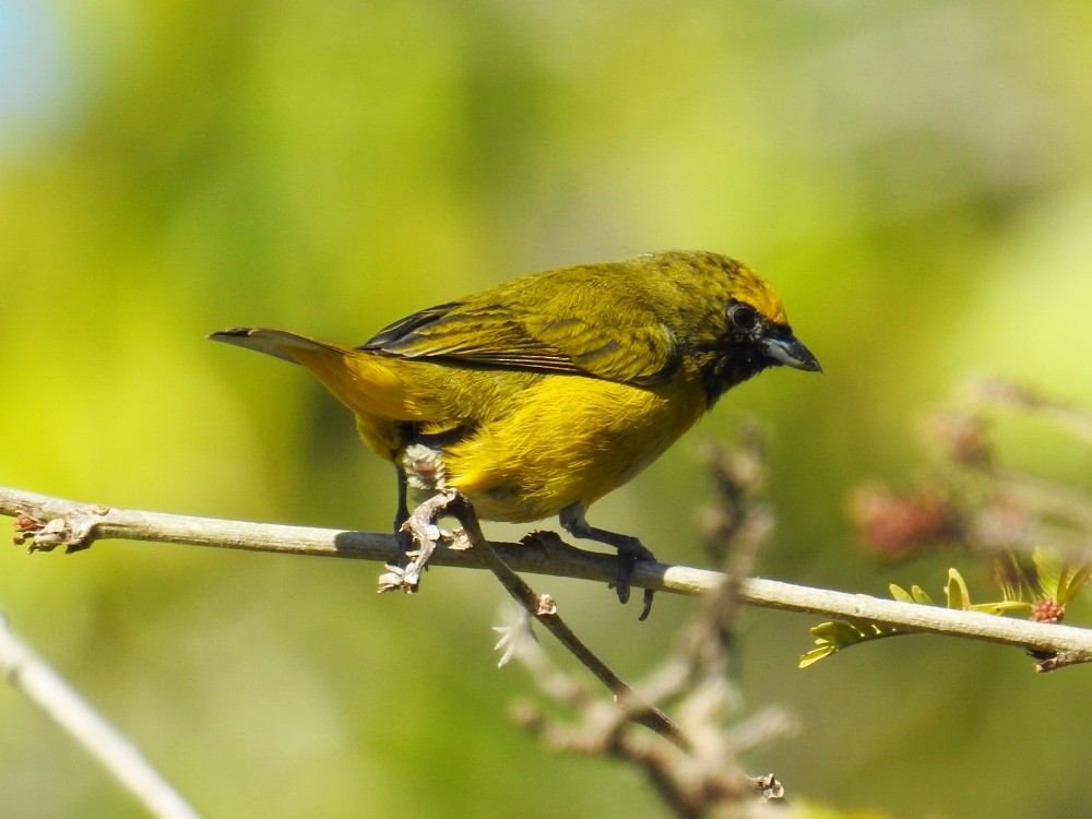 Eufonia de Trinidad - ML302420901