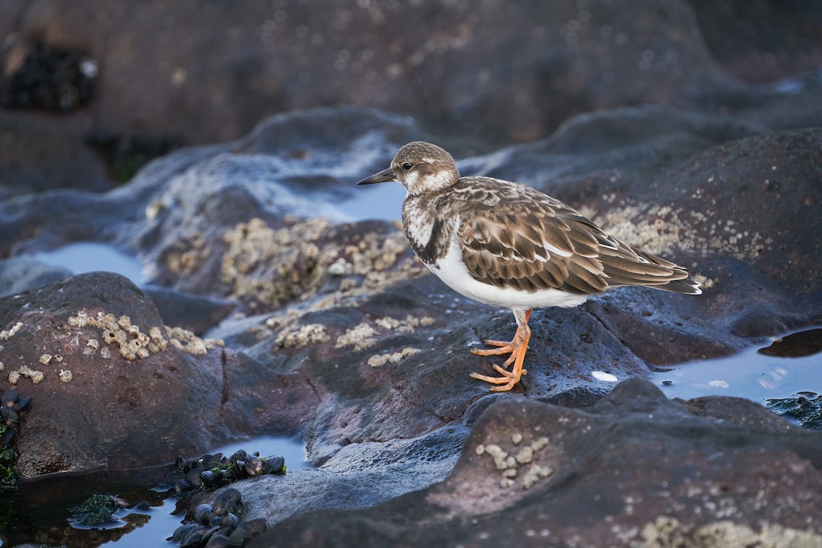 Ruddy Turnstone - ML302421421