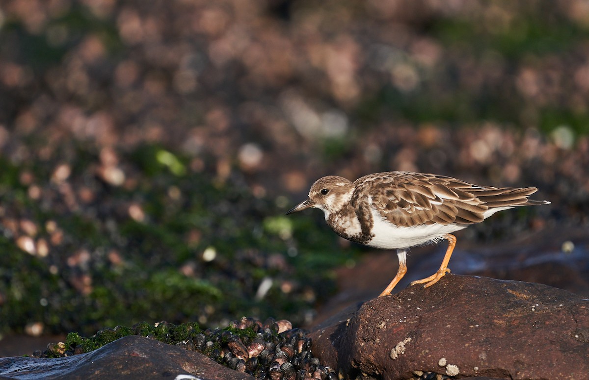 Ruddy Turnstone - ML302421491