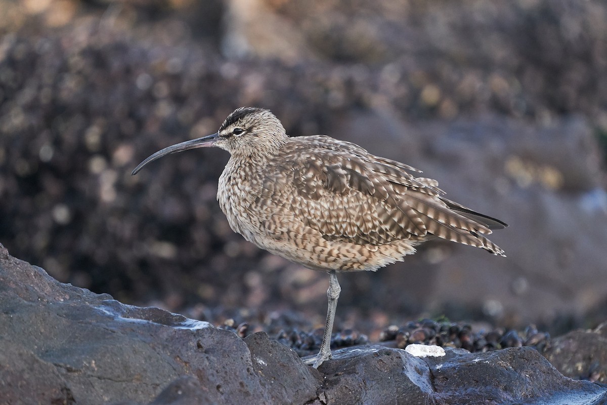 Whimbrel - ML302421531