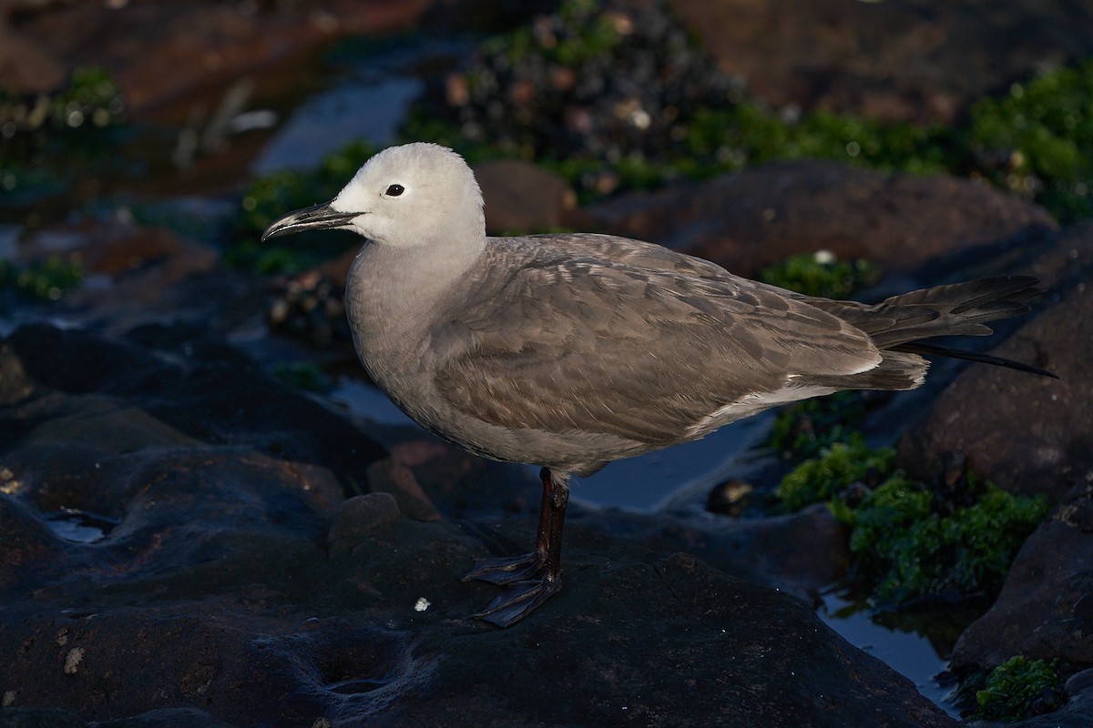 Goéland gris - ML302421541