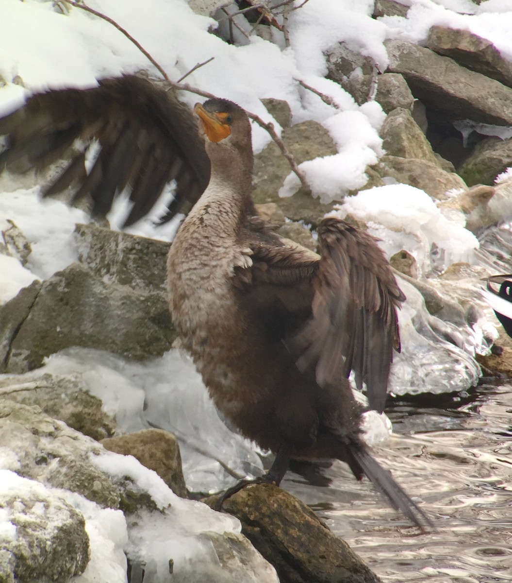 Double-crested Cormorant - ML302422621