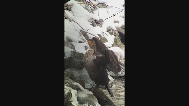 Double-crested Cormorant - ML302422771