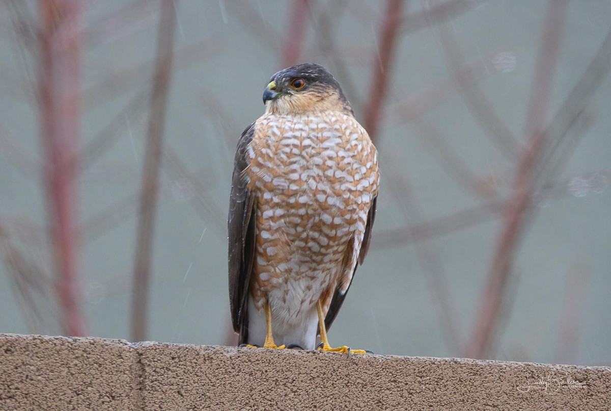 Sharp-shinned Hawk - ML302424201
