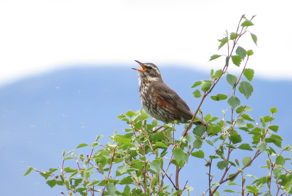 Redwing - ML302424281