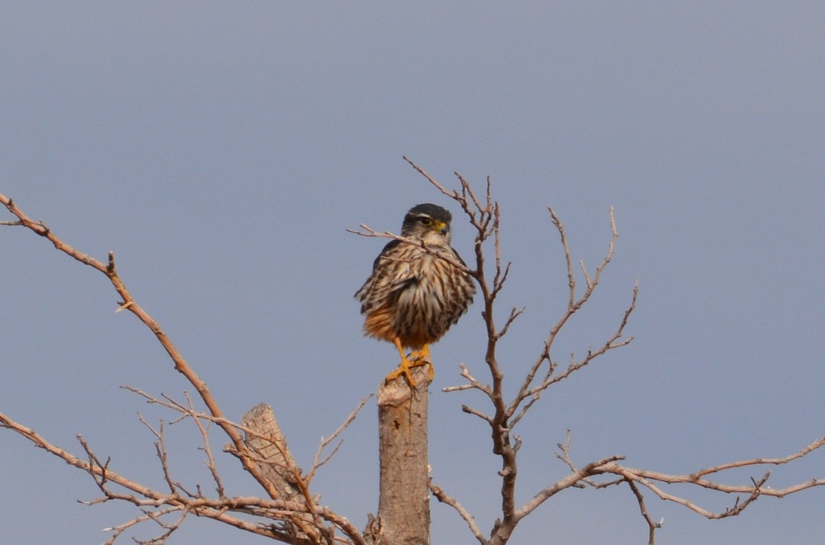 Boz Doğan (columbarius) - ML302425151