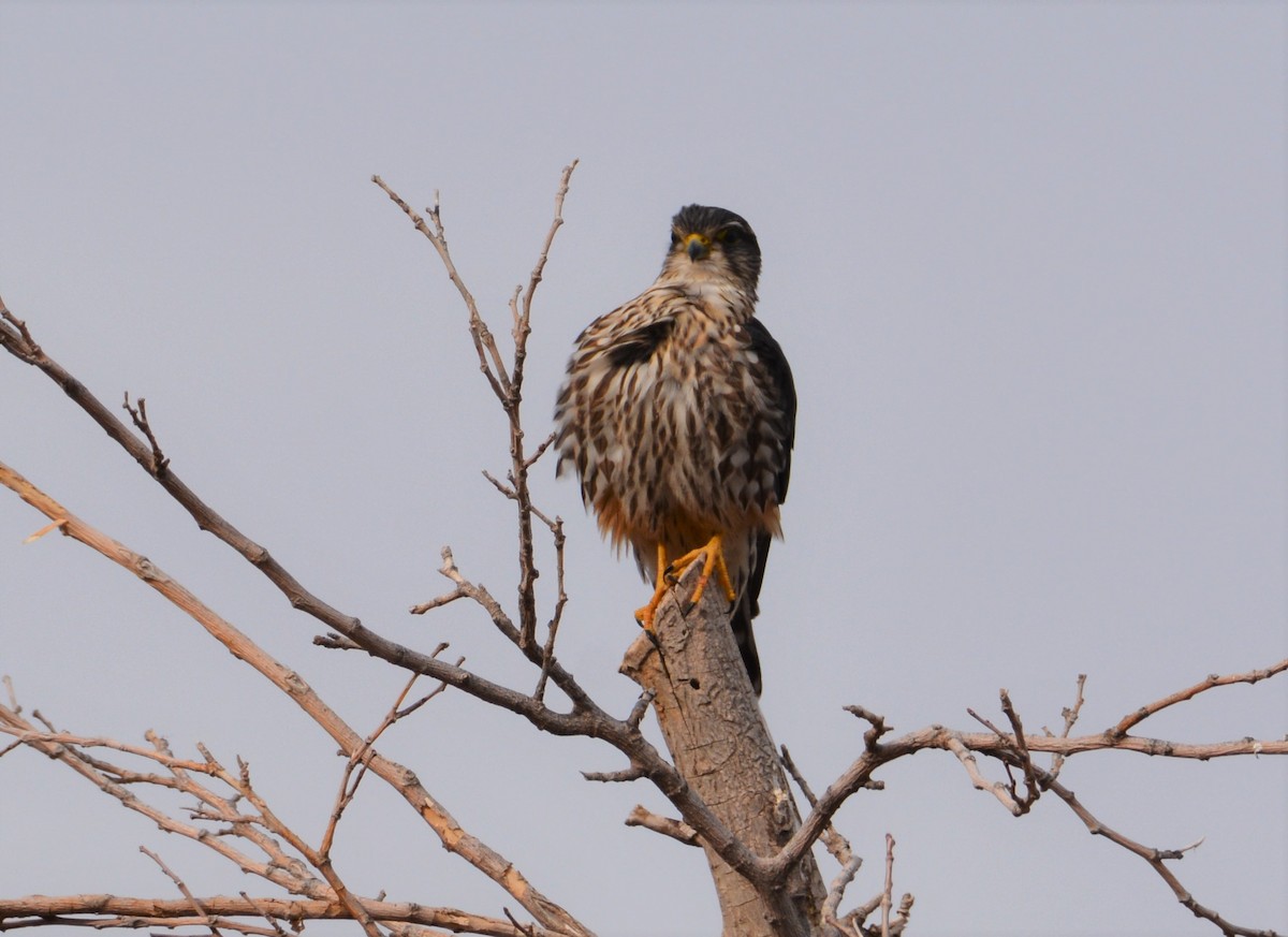 Faucon émerillon (columbarius) - ML302425181