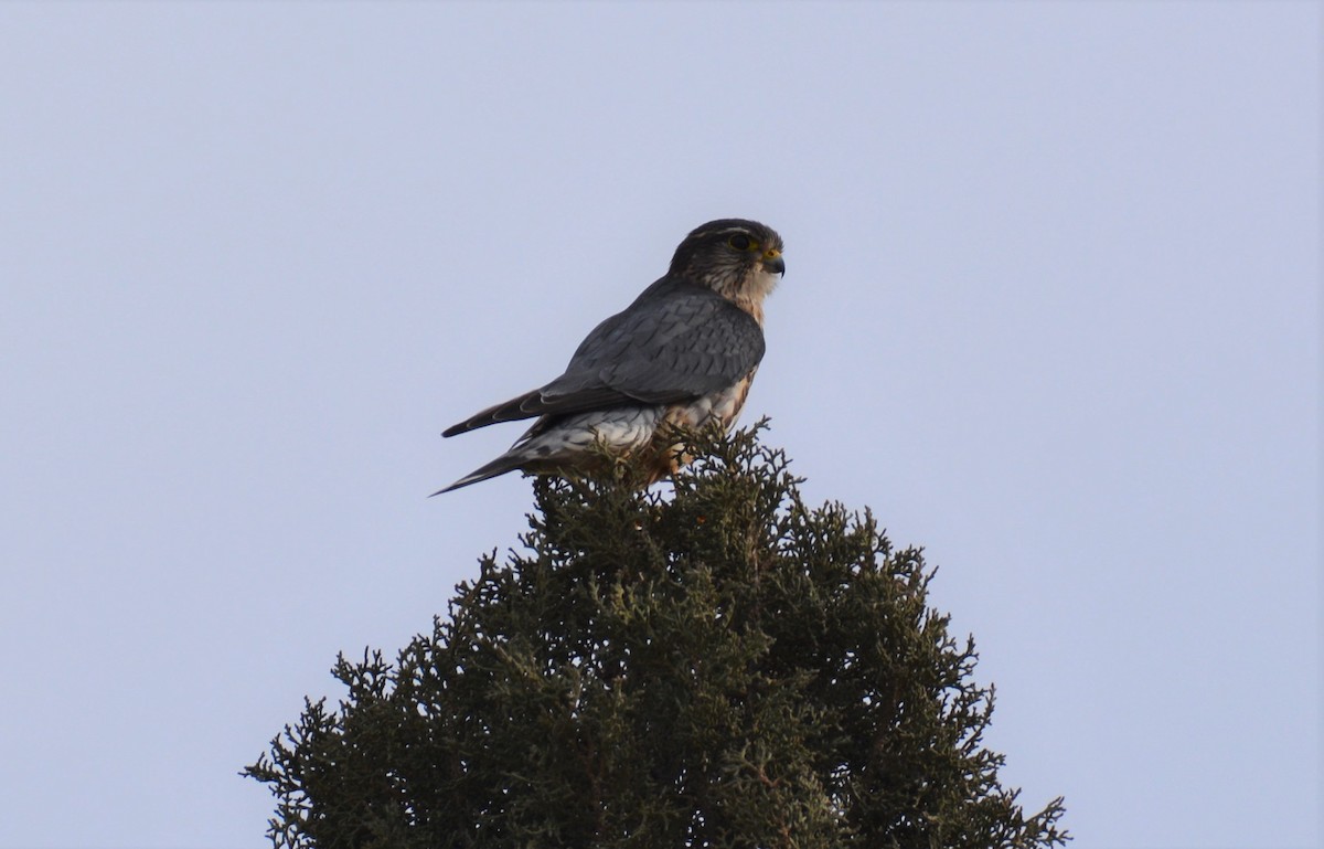 dřemlík tundrový (ssp. columbarius) - ML302425221