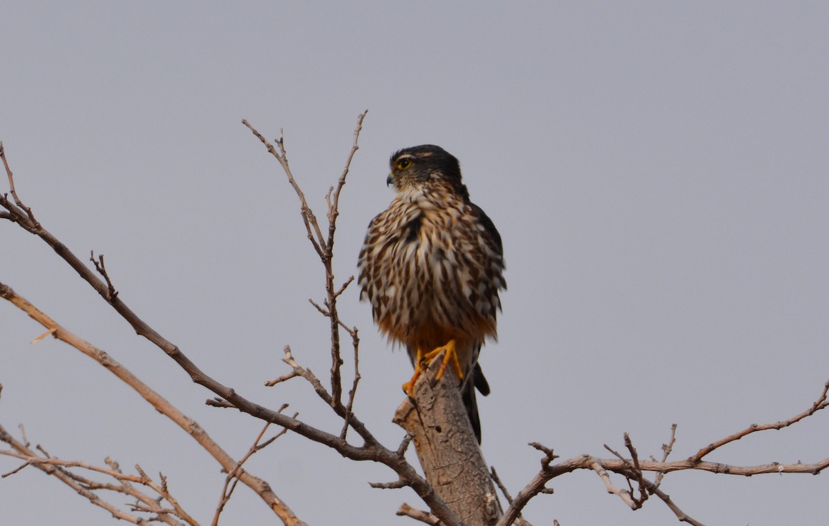 Faucon émerillon (columbarius) - ML302425231