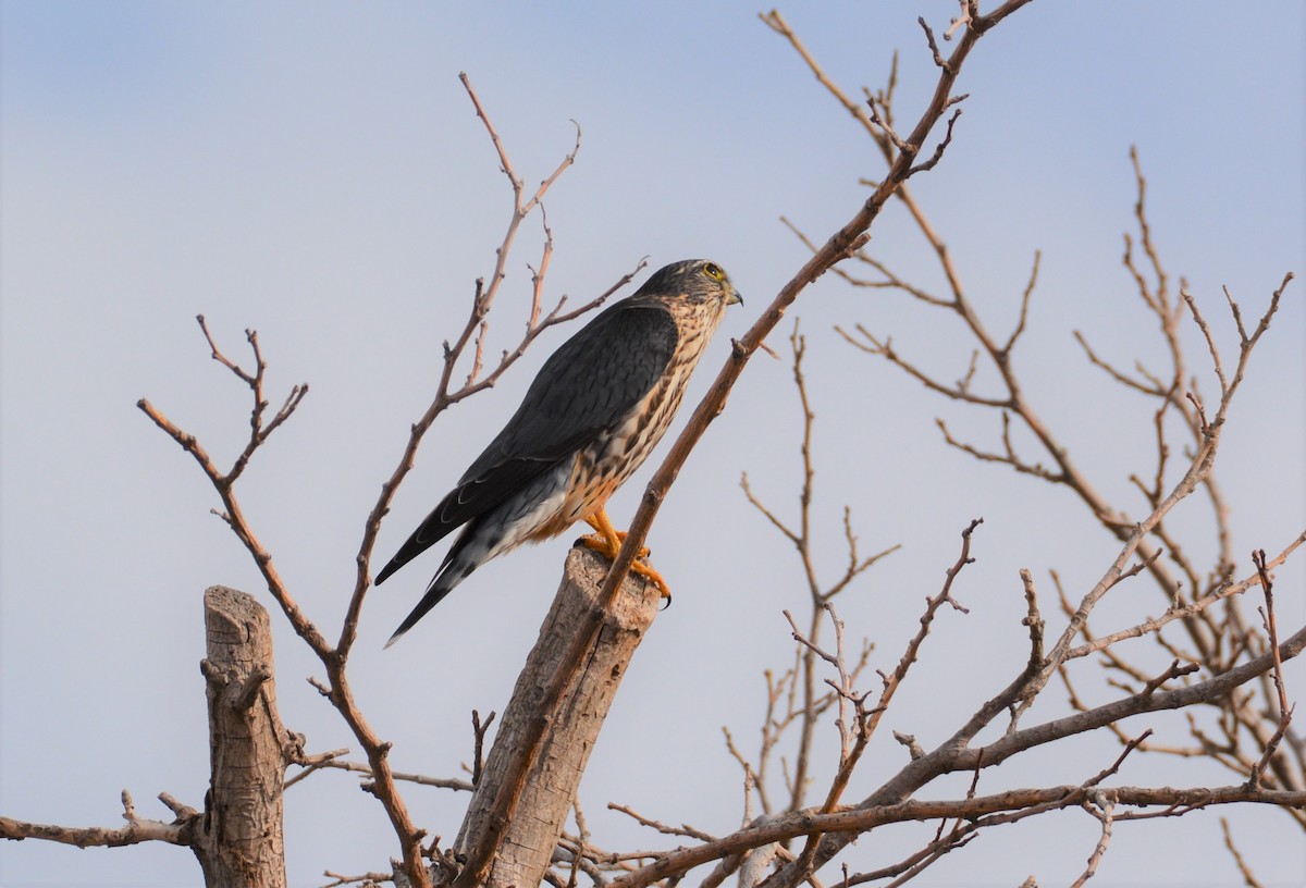 コチョウゲンボウ（columbarius） - ML302425241