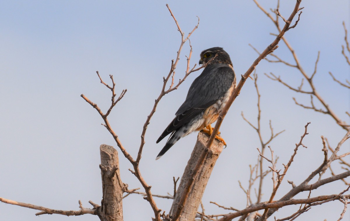 コチョウゲンボウ（columbarius） - ML302425251