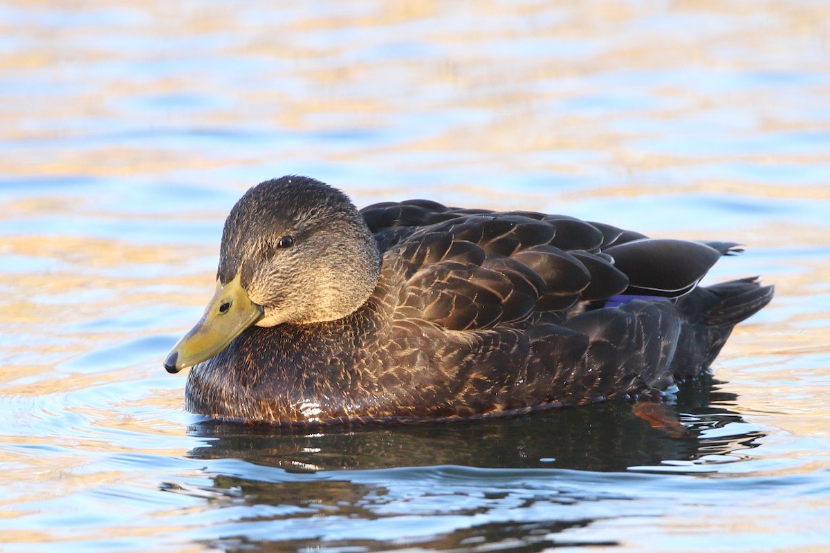 American Black Duck - ML302426031