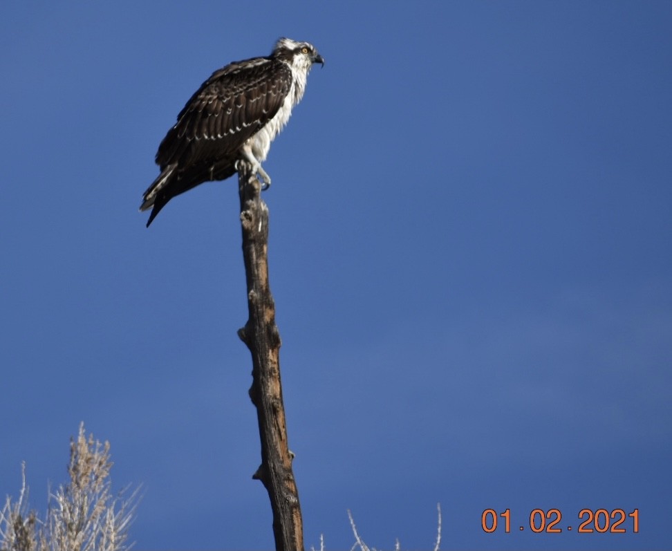 Osprey - ML302427801