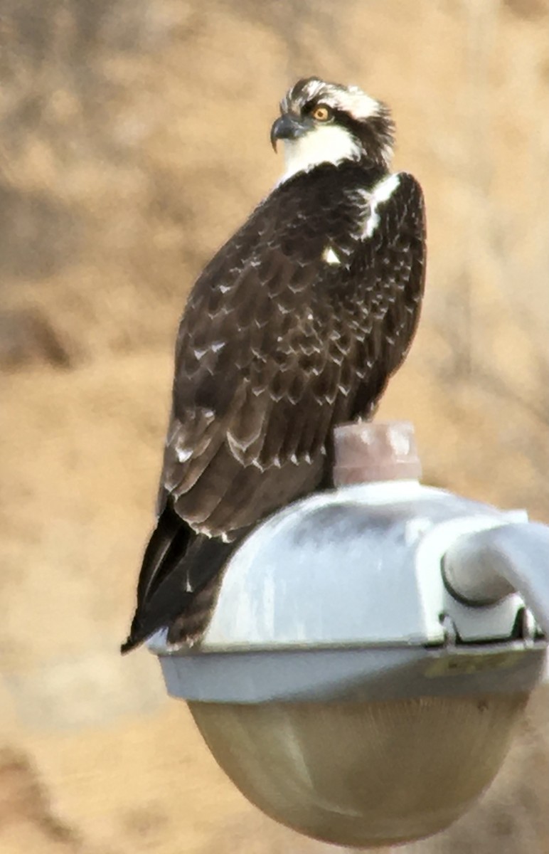 Osprey - ML302427921