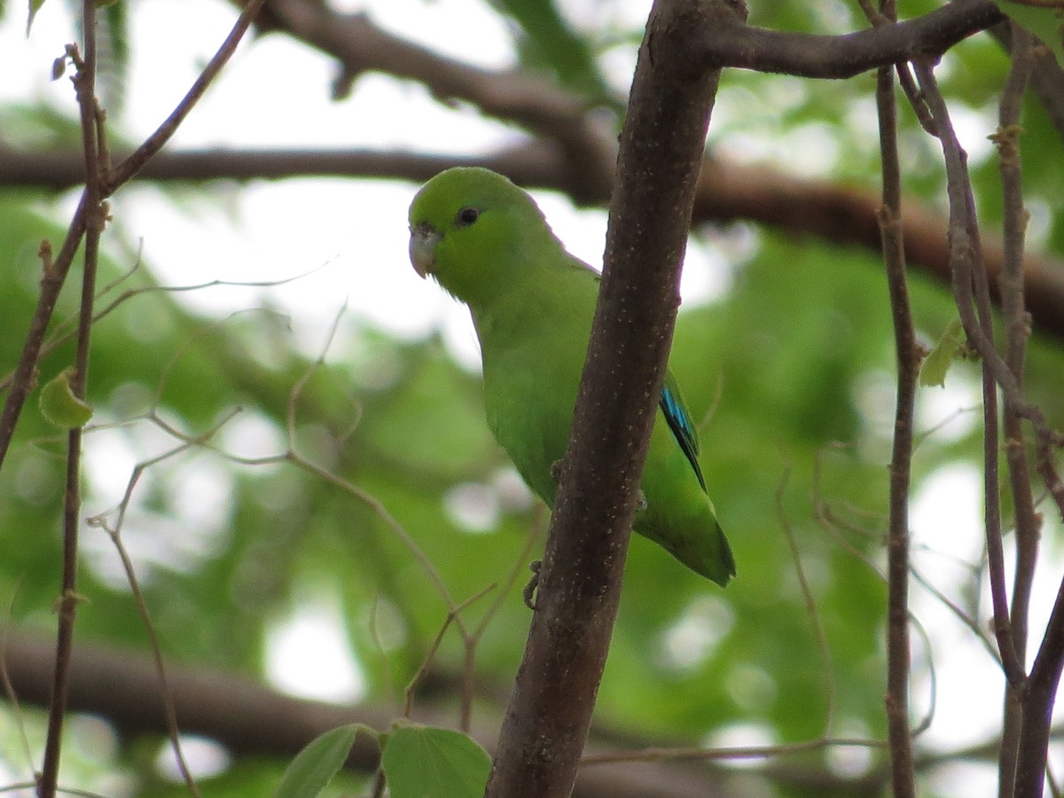 Mexican Parrotlet - ML30242831