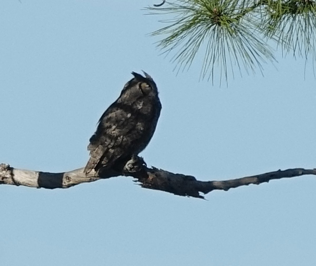 Great Horned Owl - ML302429331