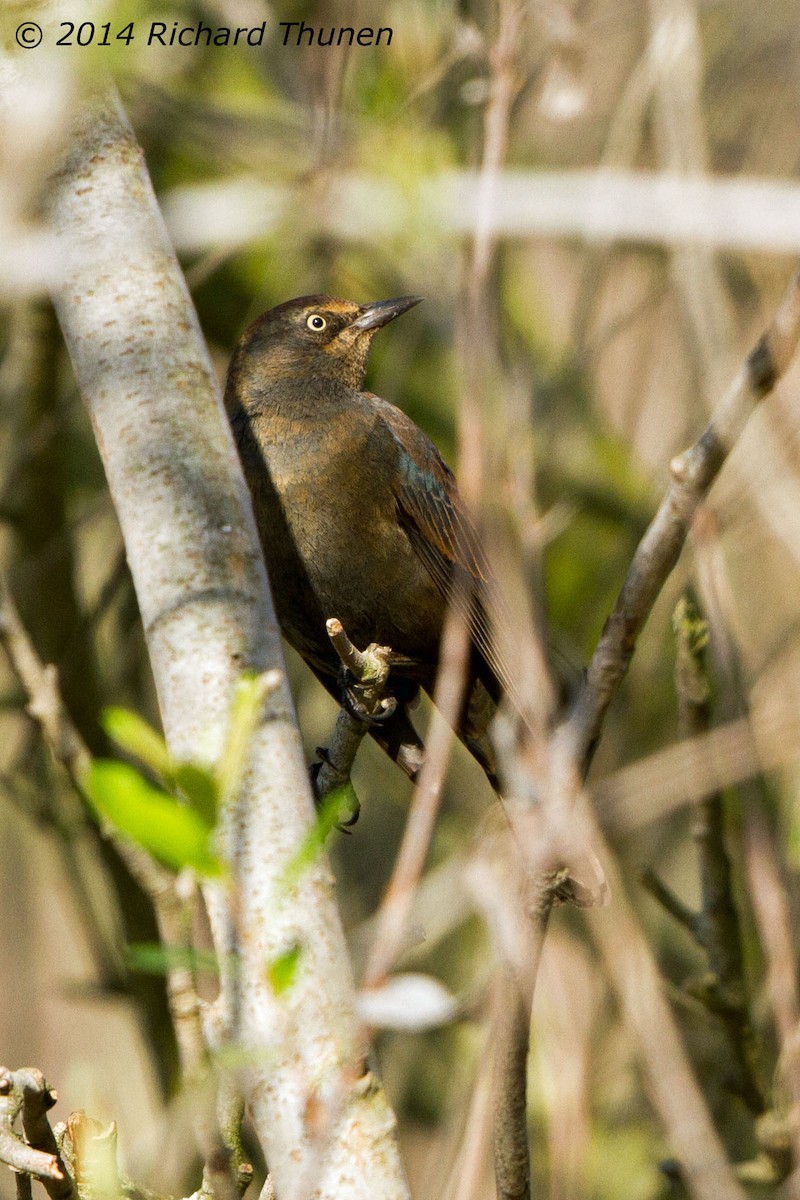 Rusty Blackbird - ML302430891