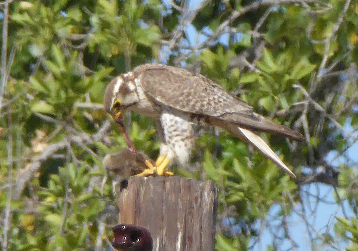 Prairie Falcon - ML30243181