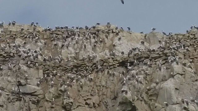 Peruvian Booby - ML302432011