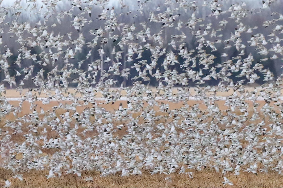 Snow Bunting - Lisa Bacon