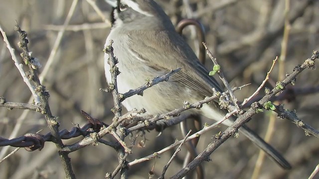 Black-throated Sparrow - ML302433521