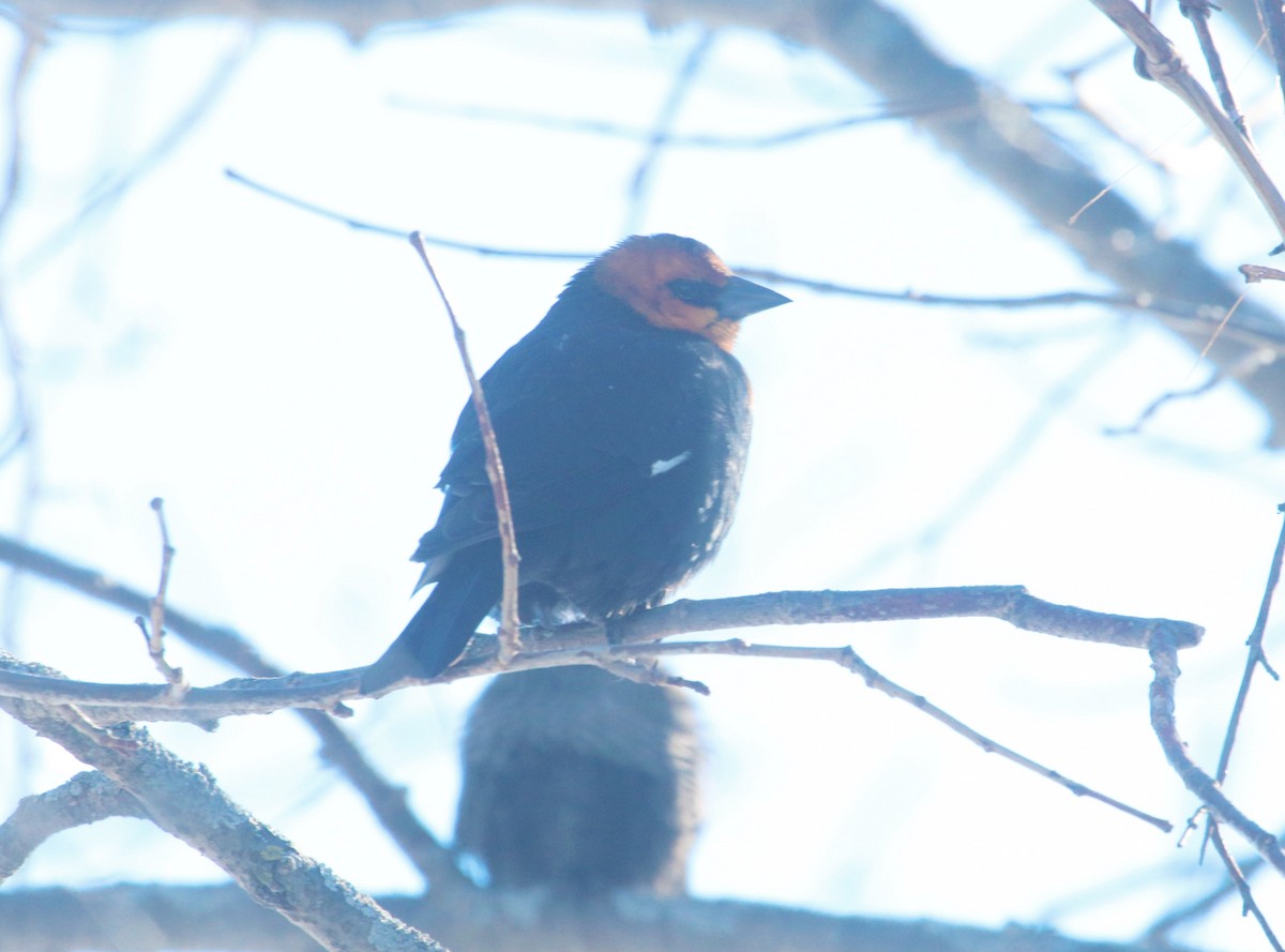 Yellow-headed Blackbird - ML302436001