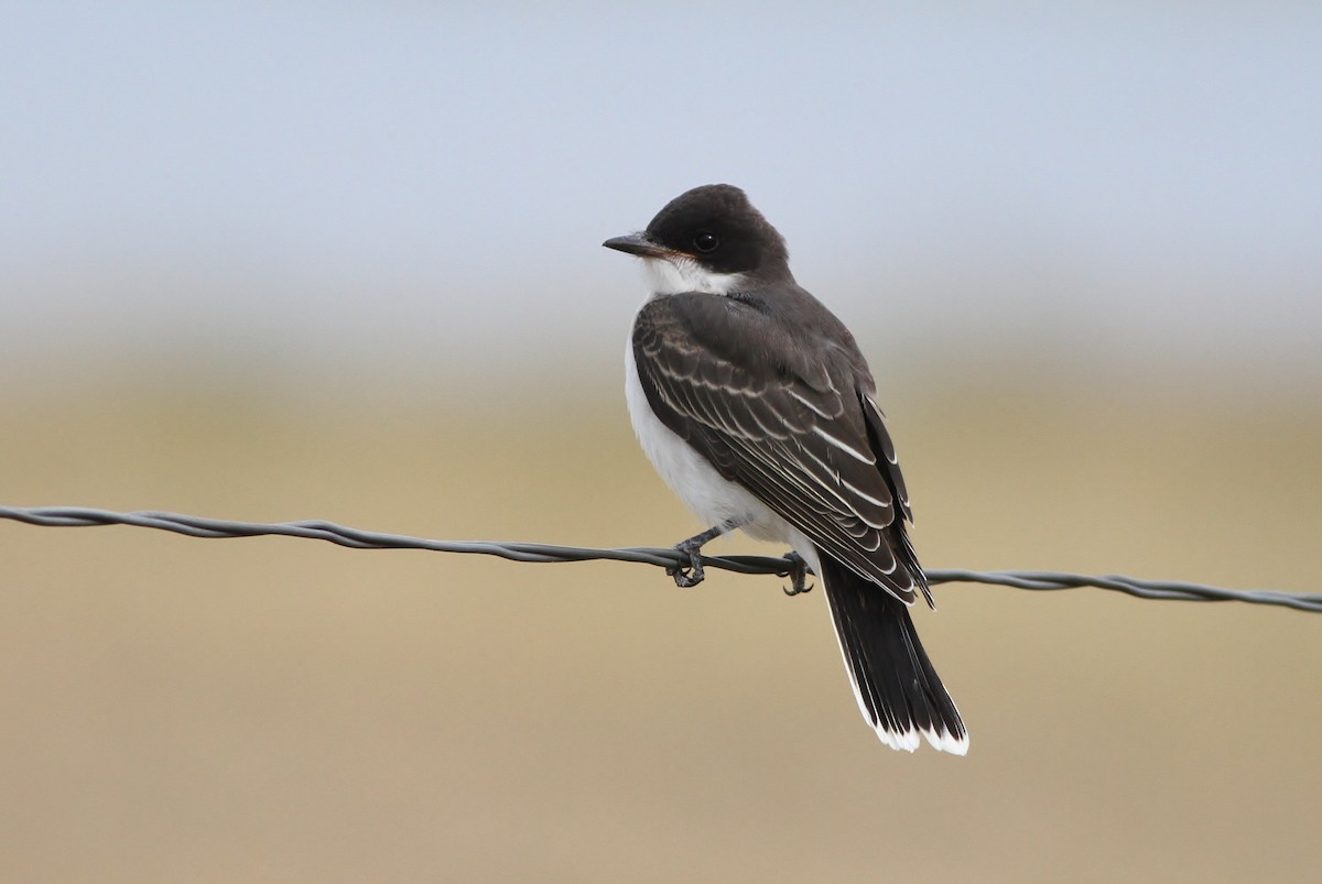 Eastern Kingbird - Alex Lamoreaux