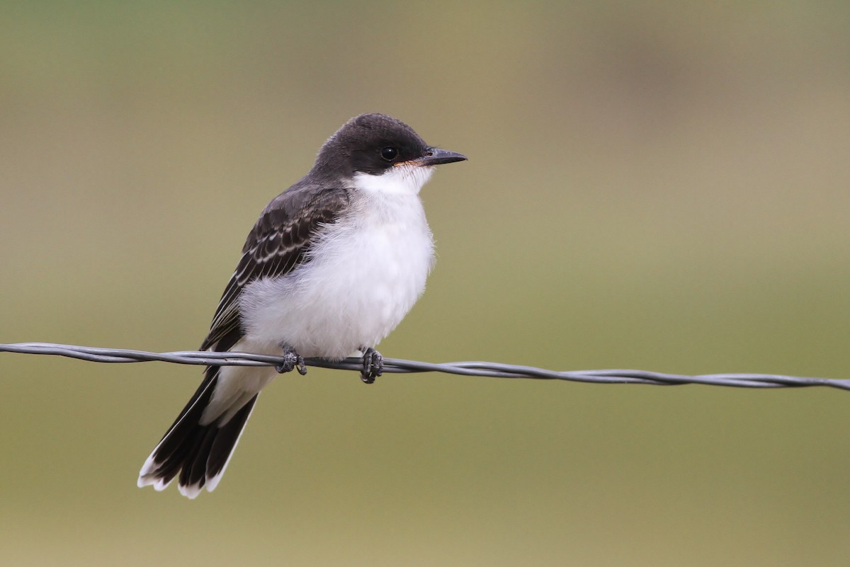 Eastern Kingbird - Alex Lamoreaux