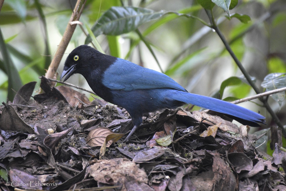 Bushy-crested Jay - ML302440031