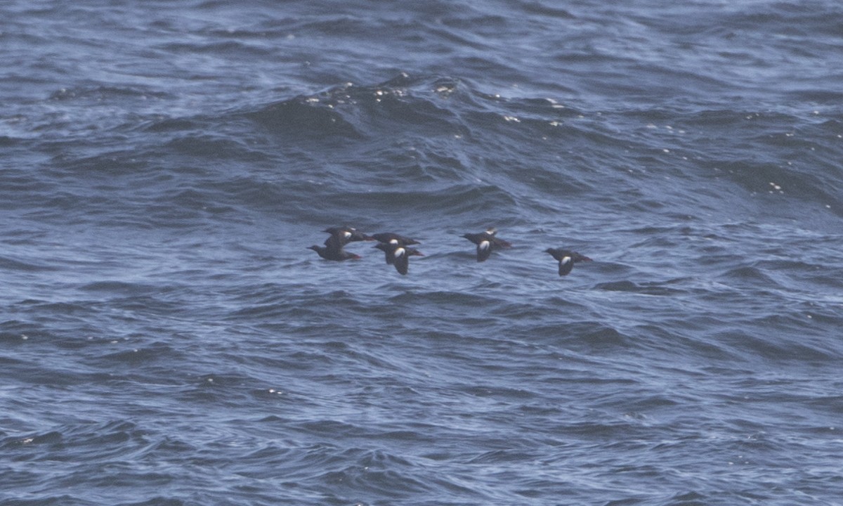 Pigeon Guillemot - ML30244031