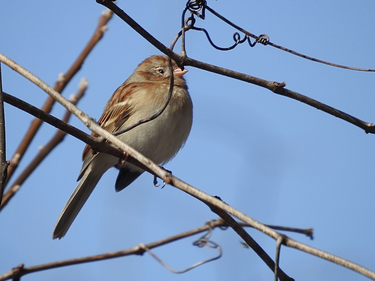 Field Sparrow - ML302441661