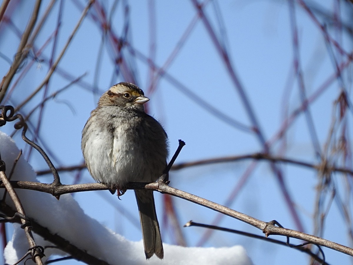 White-throated Sparrow - ML302441711
