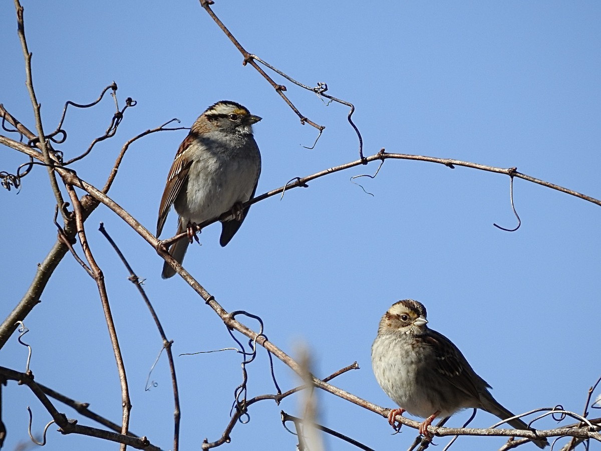 White-throated Sparrow - ML302441721