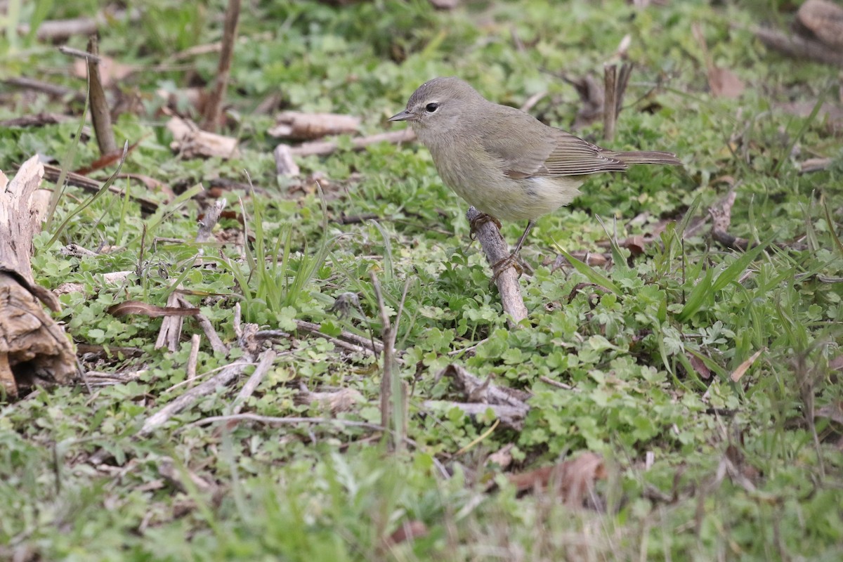 Orange-crowned Warbler - Lew Johnson