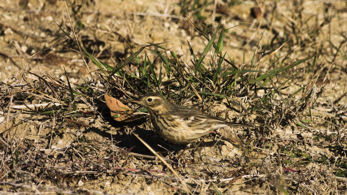 American Pipit - ML302442921