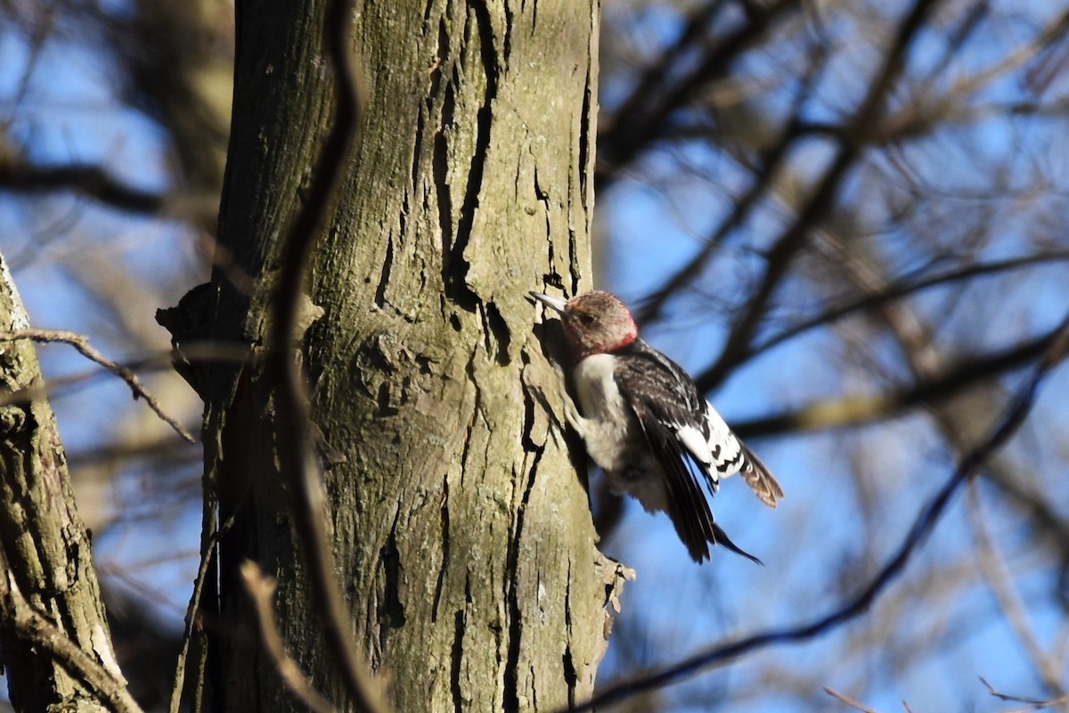 Red-headed Woodpecker - ML302443031