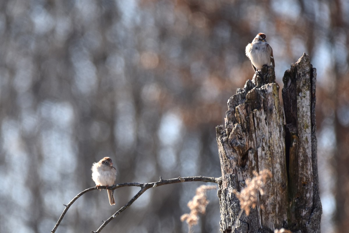 American Tree Sparrow - ML302443161