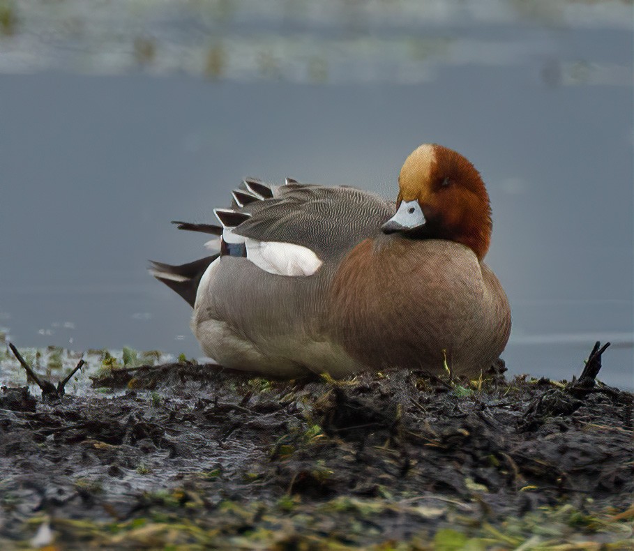 Eurasian Wigeon - ML302444981