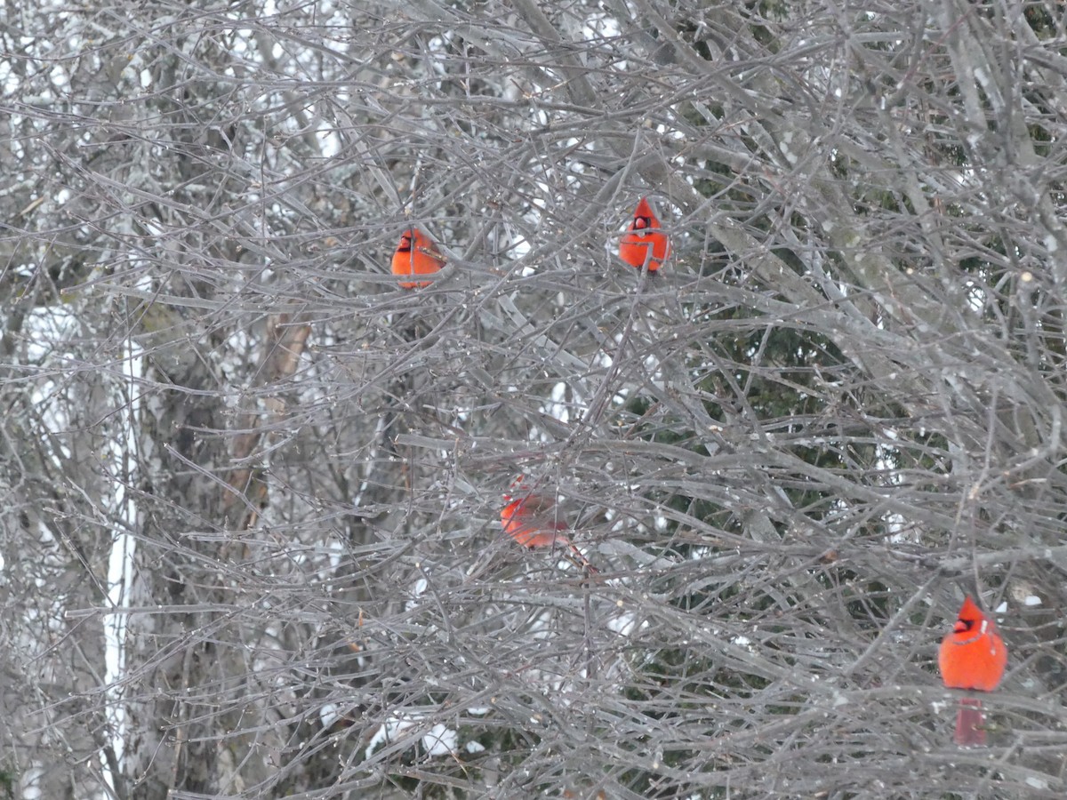 Northern Cardinal - ML302446381