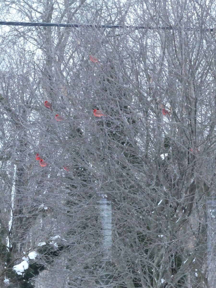 Northern Cardinal - ML302446431